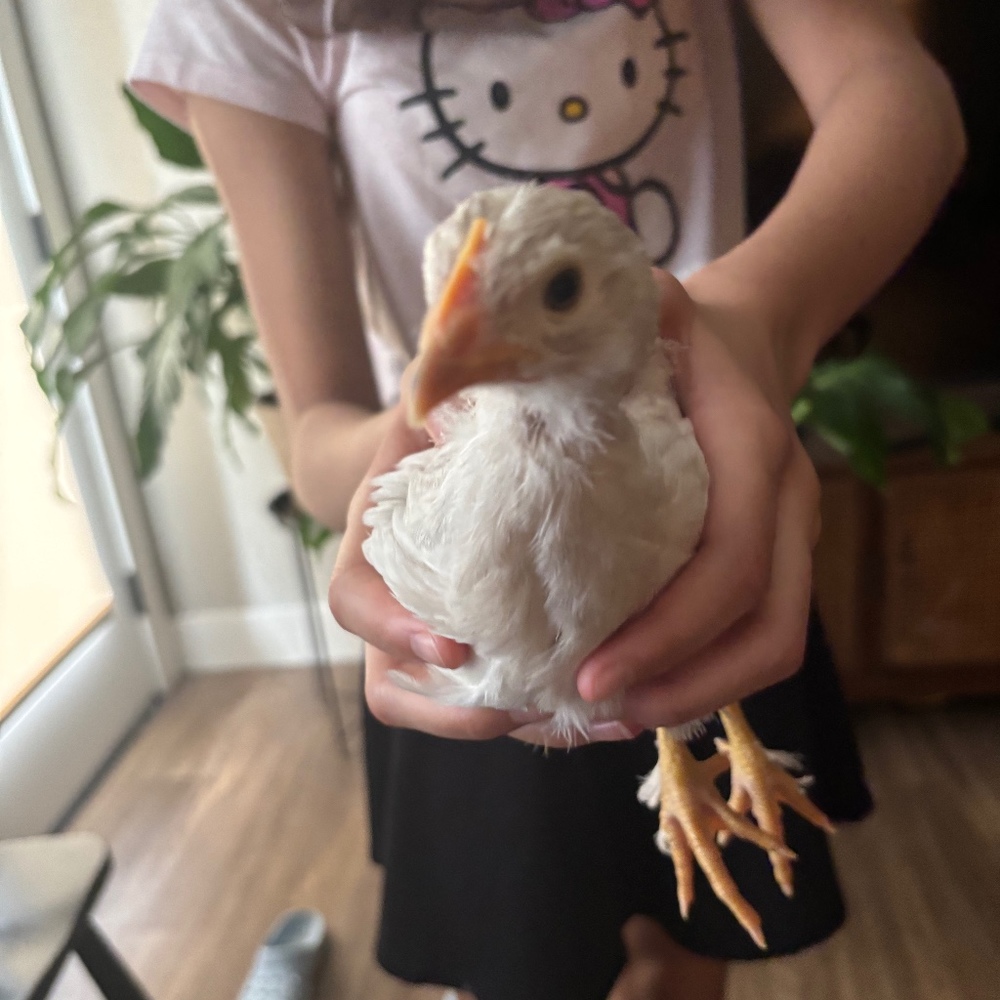 Meet your Posher, Willow